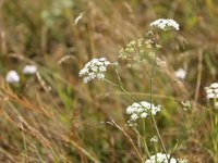 Фотограф Эдуард Черных, #84006