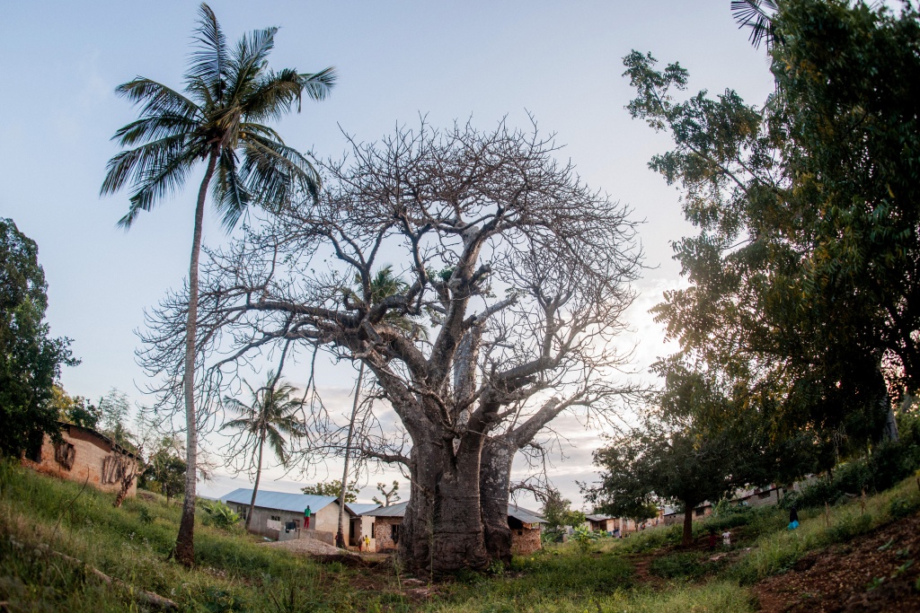Фотосессия на белом Занзибаре, Танзания, Фотограф Эвелина Корнеевец, #201004