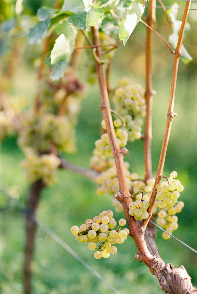 Love story в виноградниках, Италия, Фотограф Наталья Онищенко, #270694