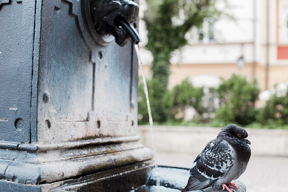 Романтическая фотопрогулка по Варшаве, Варшава, Фотограф Алена Слостина, #349539