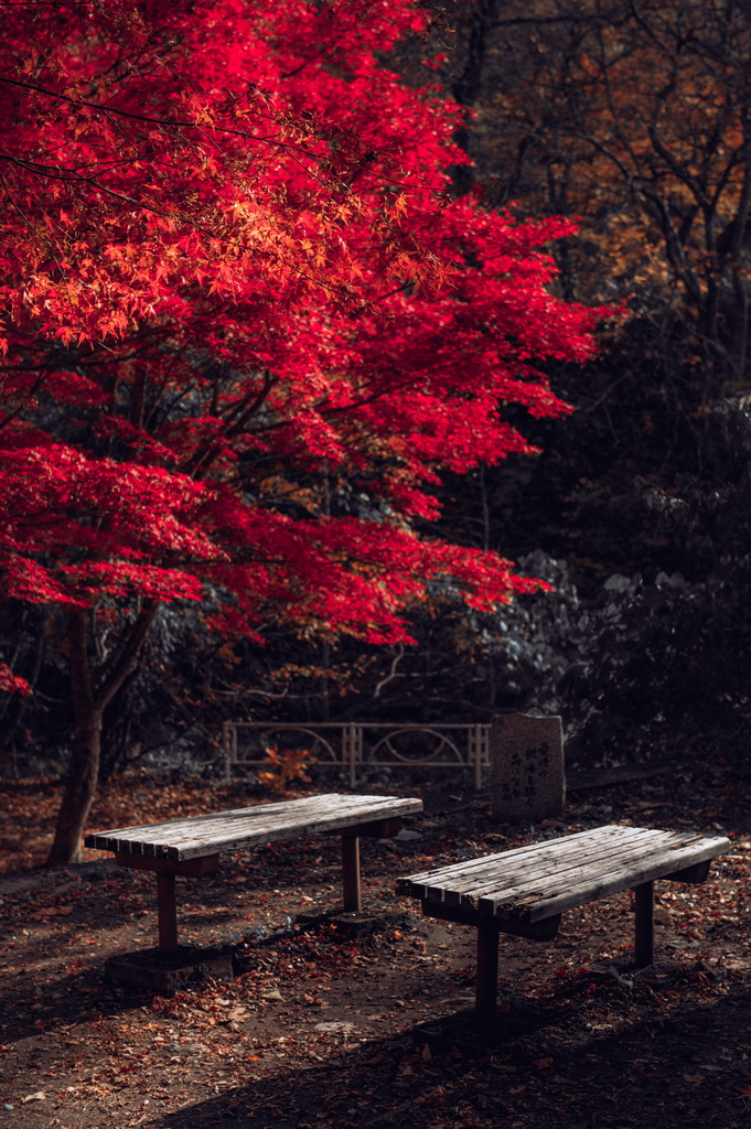 Хиросаки (Япония) фотосессия в стиле Лавстори, Япония, Фотограф Пётр Губанов, #399789