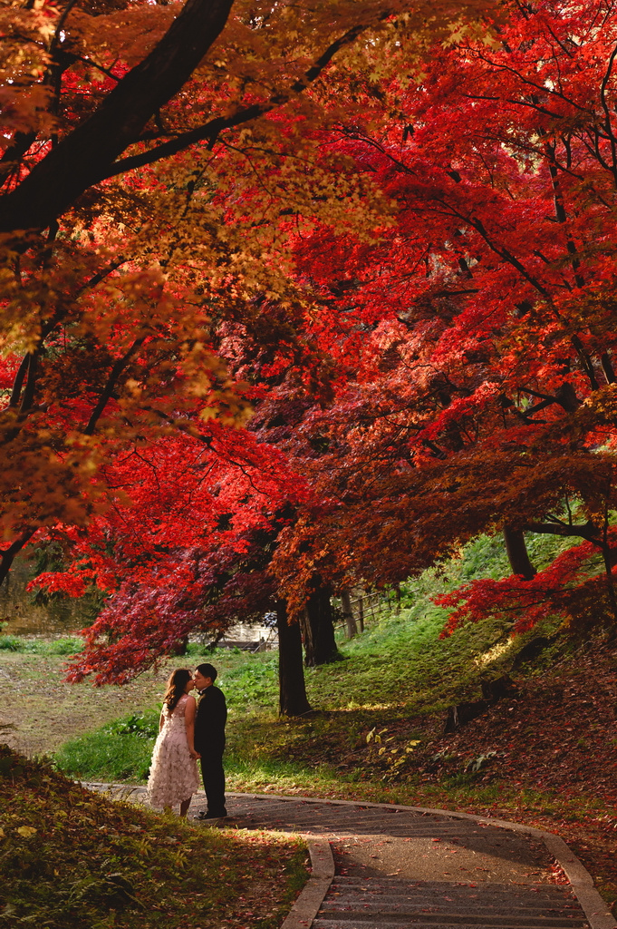 Красные деревья в японском саду