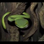 Фотосессия змей