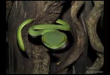Фотосессия змей