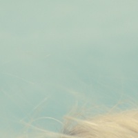 Фотограф Ирина Огурцова | Отзывы