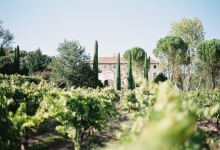 Wedding in Provence vineyard